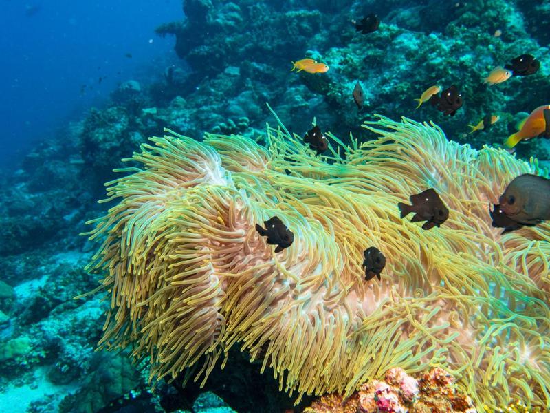 Bunte Korallen und Anemonen mit kleinen schwarzen Fischen in klarem blauem Meereswasser.