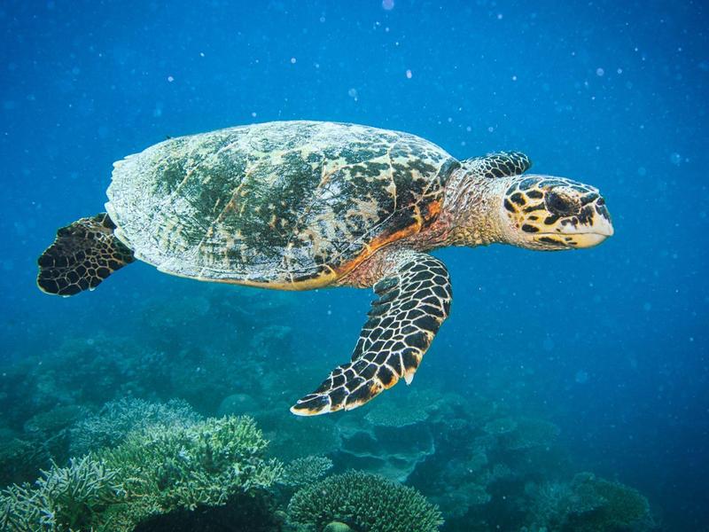Meeresschildkröte mit gemustertem Panzer schwimmt ruhig über Korallenriff im blauen Wasser.