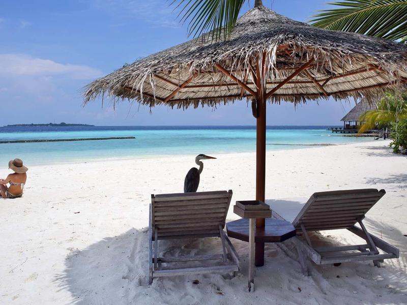 Ein schwarzer Vogel sitzt auf einer Strandliege unter Sonnenschirm am weißen Sandstrand.