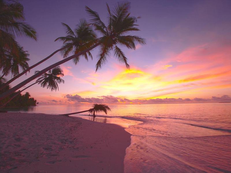 Strand bei Sonnenuntergang mit Palmen, rosa-orangefarbenem Himmel und ruhigem Meer.