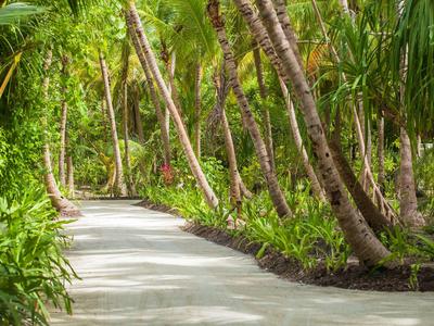 Zpevněná cesta vede skrz bujnou tropickou vegetaci s vysokými palmami.