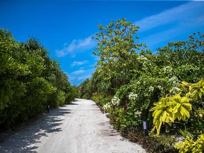 Ein sandiger Weg führt durch dichte, grüne Vegetation unter einem klaren blauen Himmel.