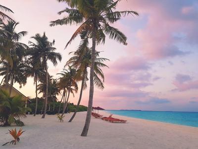 Une plage de sable tropical avec des palmiers, des chaises longues et une mer calme au coucher du soleil.