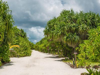 Sandiger Weg umgeben von üppigen grünen Bäumen unter bewölktem Himmel.