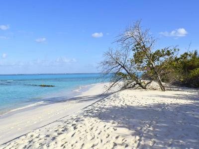 Weißer Sandstrand mit klarem blauem Wasser und einem schräg wachsenden Baum am Ufer.