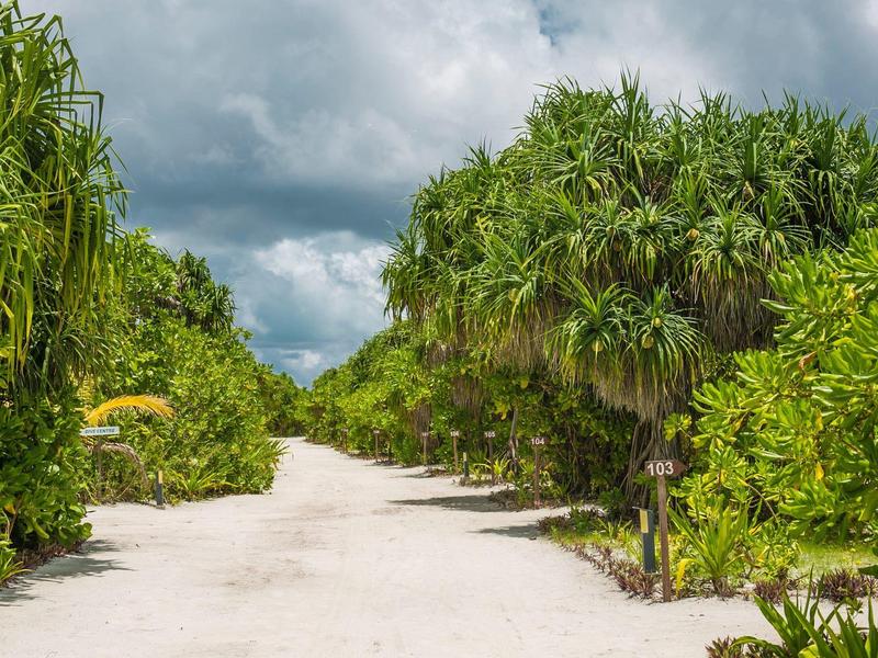 Sandiger Weg umgeben von üppigen grünen Bäumen unter bewölktem Himmel.