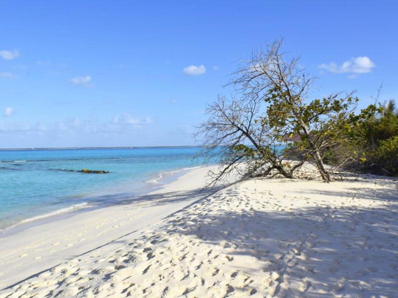 Weißer Sandstrand mit klarem blauem Wasser und einem schräg wachsenden Baum am Ufer.