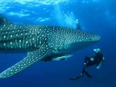 Taucher schwimmt neben einem großen Walhai im klaren blauen Wasser.