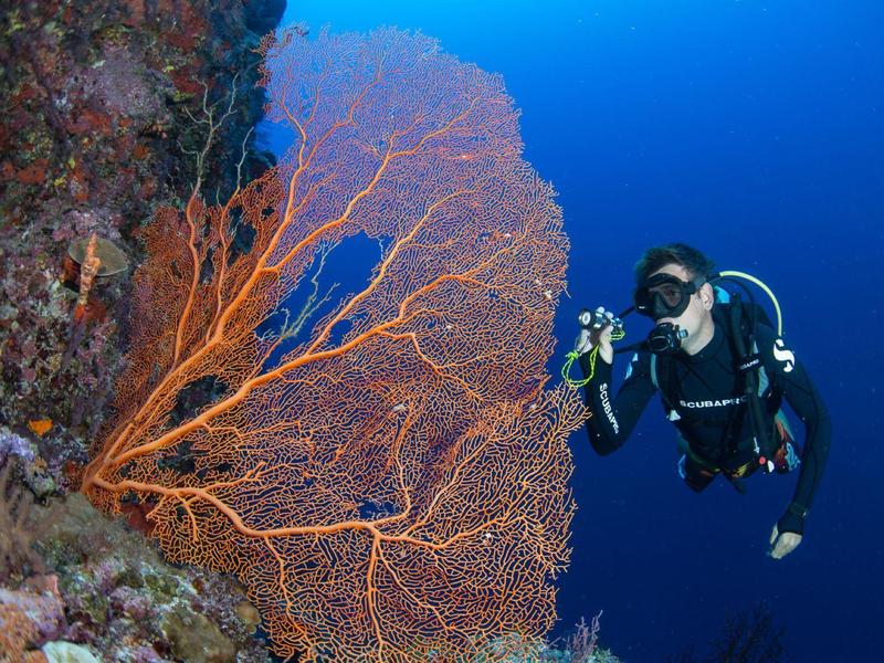Plongeur explore un corail coloré dans une eau de mer bleue claire