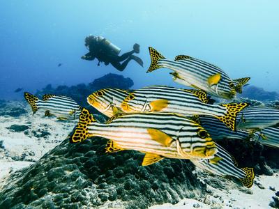 Taucher erkundet Unterwasserwelt mit gestreiften Fischen über Korallenriff.
