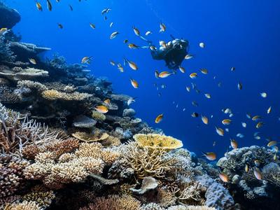 Nurek eksploruje kolorową rafę koralową pełną tropikalnych ryb w czystej, niebieskiej wodzie.