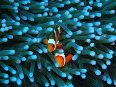 Zwei Clownfische schwimmen zwischen den blauen Tentakeln einer Anemone.