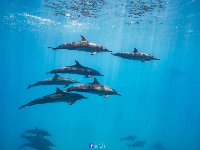 Groep dolfijnen zwemt onder water in helderblauwe zee.