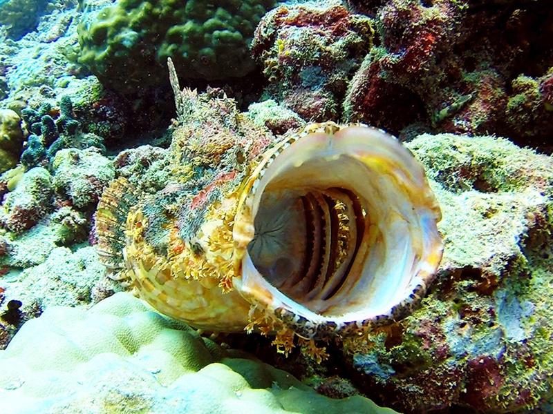 Muschelschale mit spiralförmigem Inneren liegt auf einem Korallenriff im klaren Wasser.