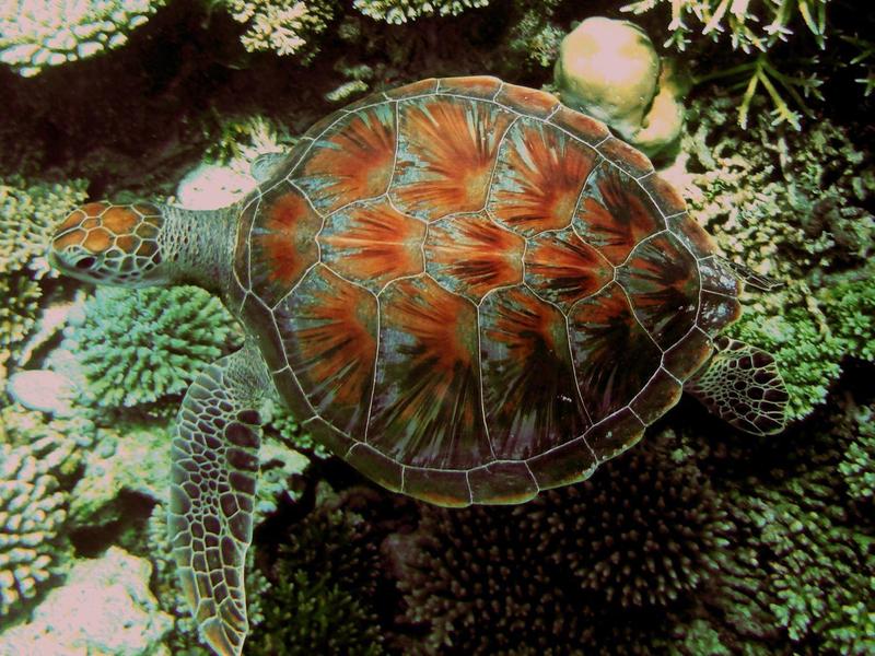 Meeresschildkröte schwimmt über lebhaftes Korallenriff im klaren Wasser.