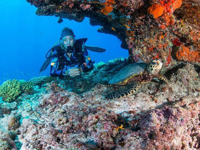 Buzo fotografiando una tortuga marina en un arrecife de coral colorido.