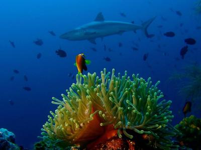 Coral colorido y peces con un tiburón en el fondo bajo el agua.