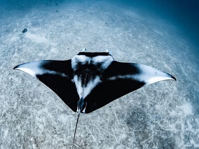 Une raie pastenague nage au-dessus du fond marin dans une eau claire et bleue.