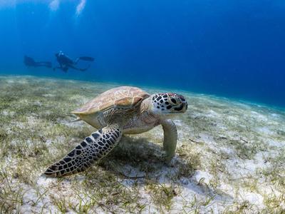 Une tortue de mer nage au-dessus d'un fond sablonneux avec des herbes marines.