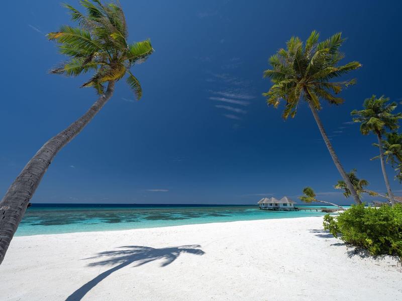 Playa con arena blanca, palmeras altas y agua turquesa bajo un cielo azul claro.