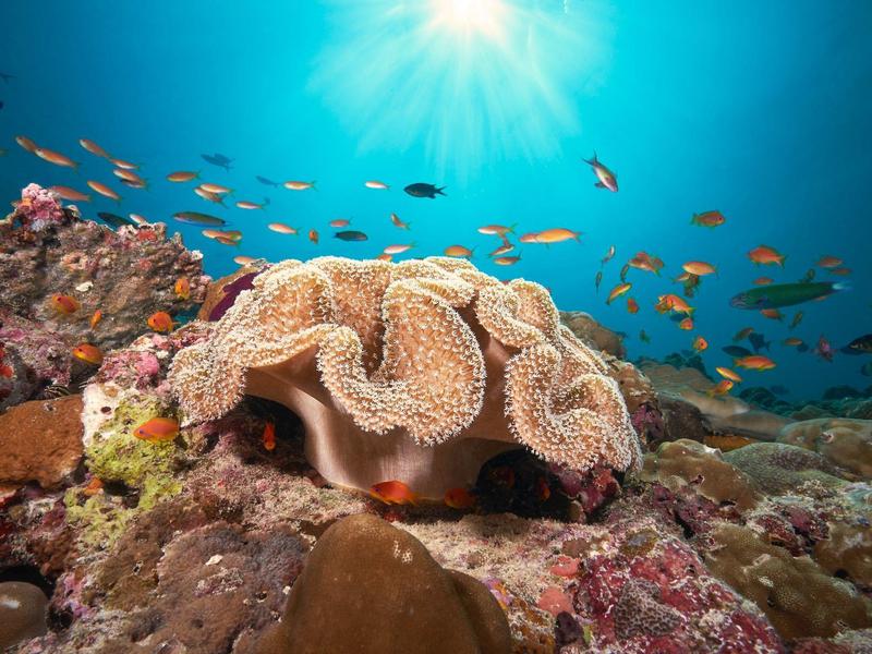 Arrecife de coral colorido con peces bajo agua clara y azul en el entorno marino.