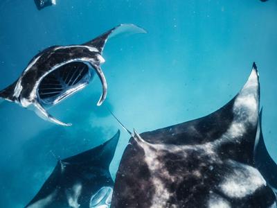 Potápěč a rejnoci manta plavou spolu v čistém modrém oceánu.