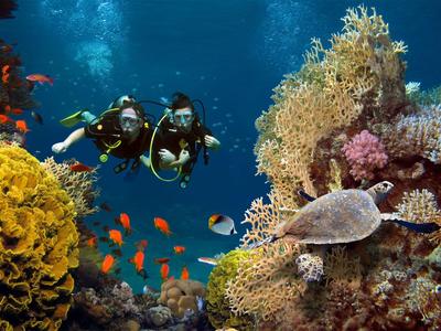 Potápěči prozkoumávají barevný korálový útes s mořskou želvou a živými rybami