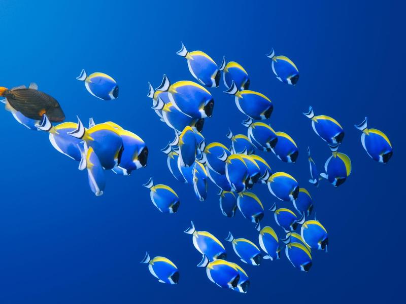 A school of colorful tropical fish swimming in clear blue water.