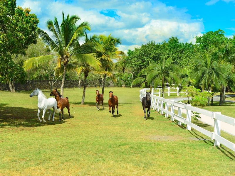 Groene weide met paarden, palmbomen en wit hek onder blauwe lucht.