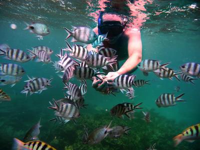 Schnorchler umgeben von vielen gestreiften Fischen im klaren Wasser.