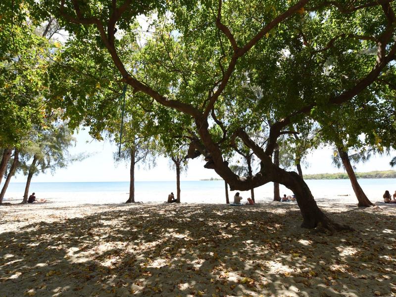 Shade-giving tree on the beach with a view of the sea and people sitting.