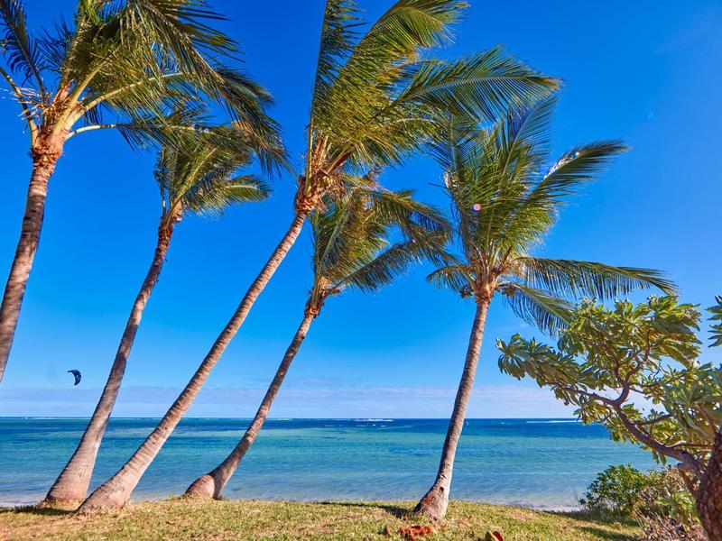 Palmen an einem sonnigen Strand mit klarem blauem Himmel und ruhigem Meer.