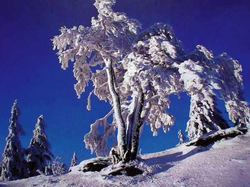 Schneebedeckter Baum auf Hügel vor klarem, blauem Himmel im Winter.