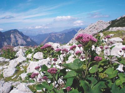 Alpenblumen in Rosa und Weiß wachsen zwischen grauen Felsen vor Bergkulisse unter blauem Himmel.