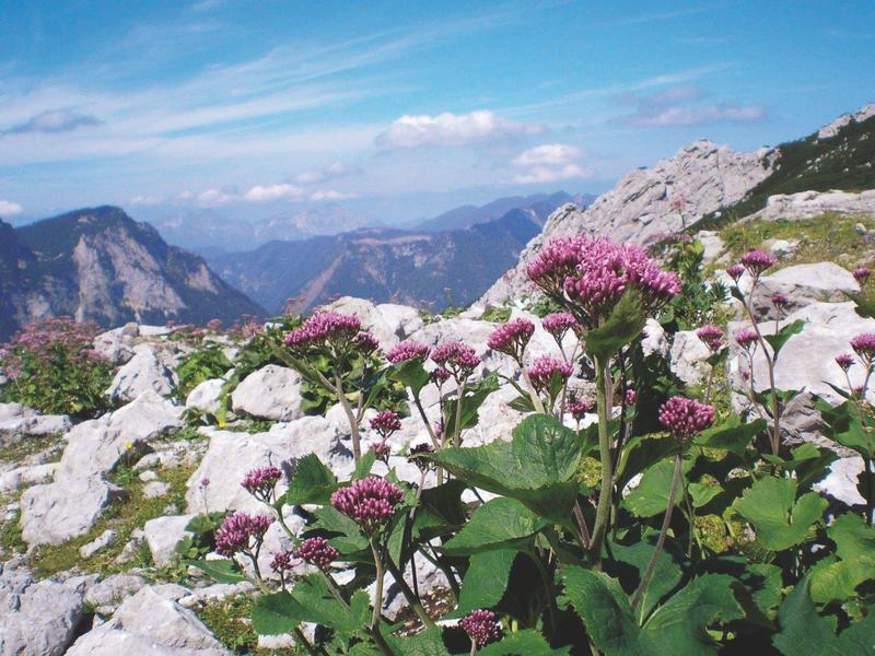 Alpenblumen in Rosa und Weiß wachsen zwischen grauen Felsen vor Bergkulisse unter blauem Himmel.