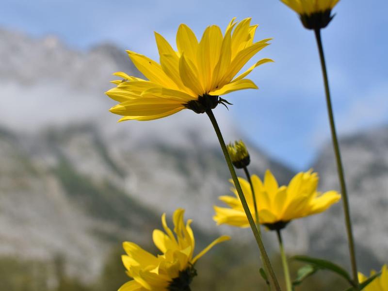Gelbe Blumen mit grünen Stängeln vor verschwommenen Bergen und blauem Himmel im Hintergrund.