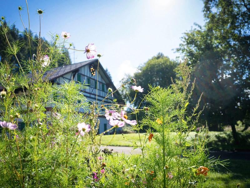 Grünes Blumenfeld mit rosa Blüten vor einem Haus und hellem Sonnenlicht am blauen Himmel.