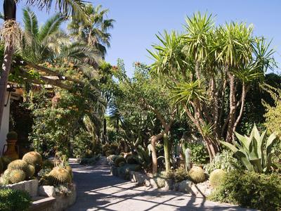 Weg umgeben von verschiedenen grünen Palmen und Kakteen unter klarem blauen Himmel.