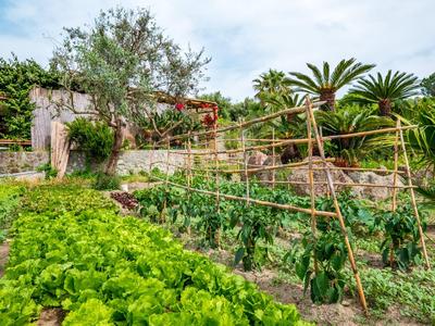 Gemüsegarten mit verschiedenen Pflanzen und Bäumen im Hintergrund unter bewölktem Himmel