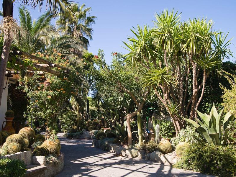 Weg umgeben von verschiedenen grünen Palmen und Kakteen unter klarem blauen Himmel.