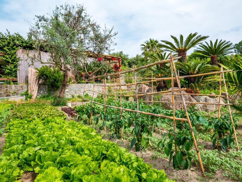 Garten mit verschiedenen Gemüsepflanzen, Holzstangen als Rankhilfe und Palmen im Hintergrund.