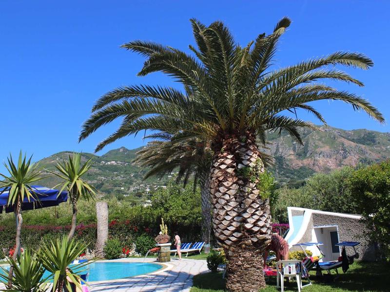 Grote palmboom naast een zwembad met bergen en een helderblauwe lucht op de achtergrond.