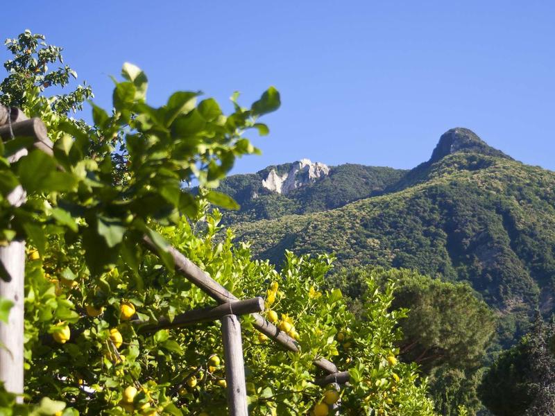 Grüner Zitronenbaum mit gelben Früchten vor bewaldetem Berg und klarem blauem Himmel.