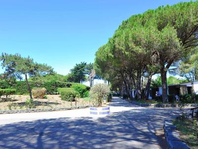 Strada ampia bordata da alberi e arbusti sotto un cielo azzurro limpido