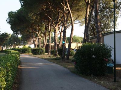 Sentiero soleggiato in un campeggio ombreggiato circondato da alberi e cespugli.