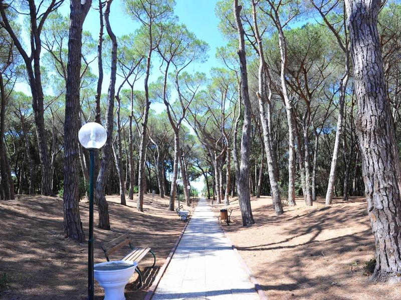 Sentiero attraverso una pineta con lampade lungo il percorso alla luce del sole.