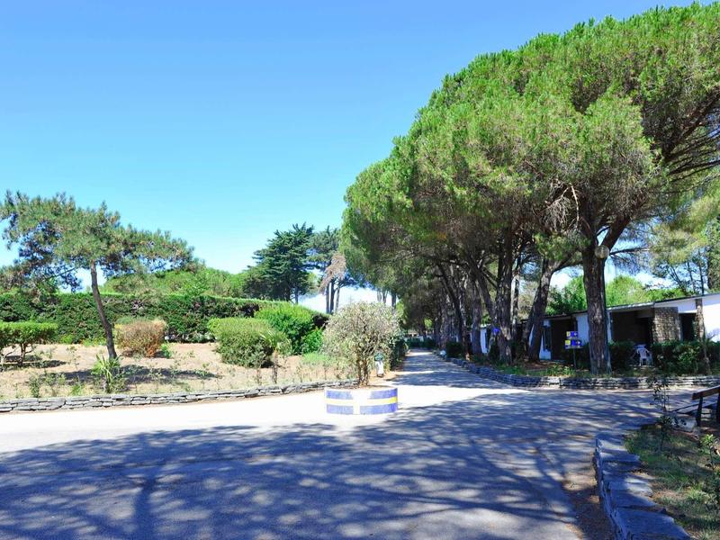 Strada ampia bordata da alberi e arbusti sotto un cielo azzurro limpido