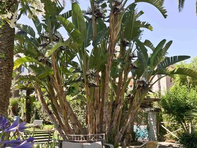 Garten mit großer Pflanze und Bank, umgeben von Palmen und blühenden Blumen.