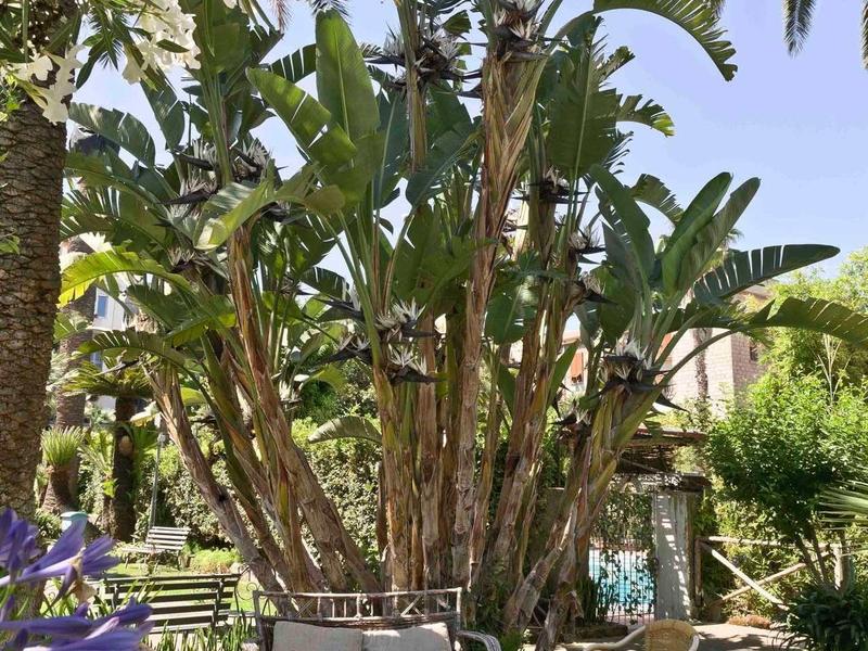 Eine Gartenbank unter großen grünen Palmen mit lila Blüten im Vordergrund und blauem Himmel.