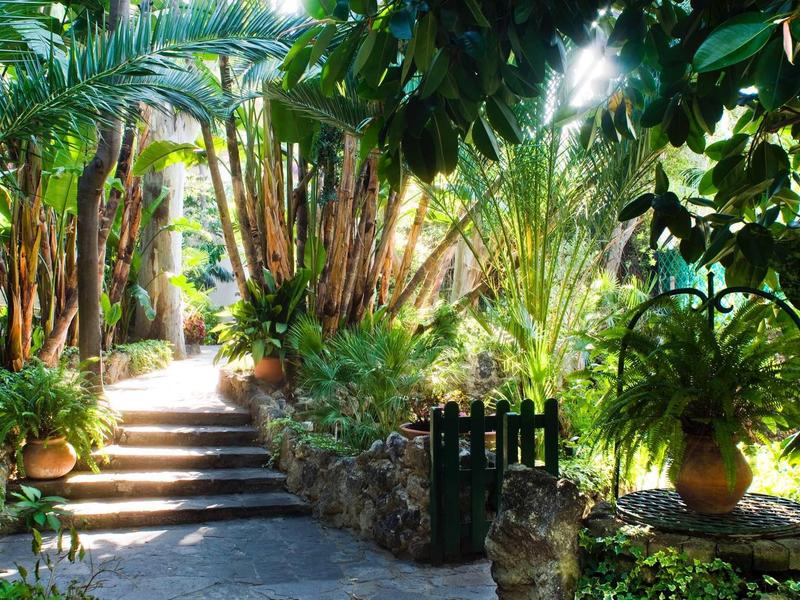 A lush garden with green plants, palm trees, and stairs in a sunny area.